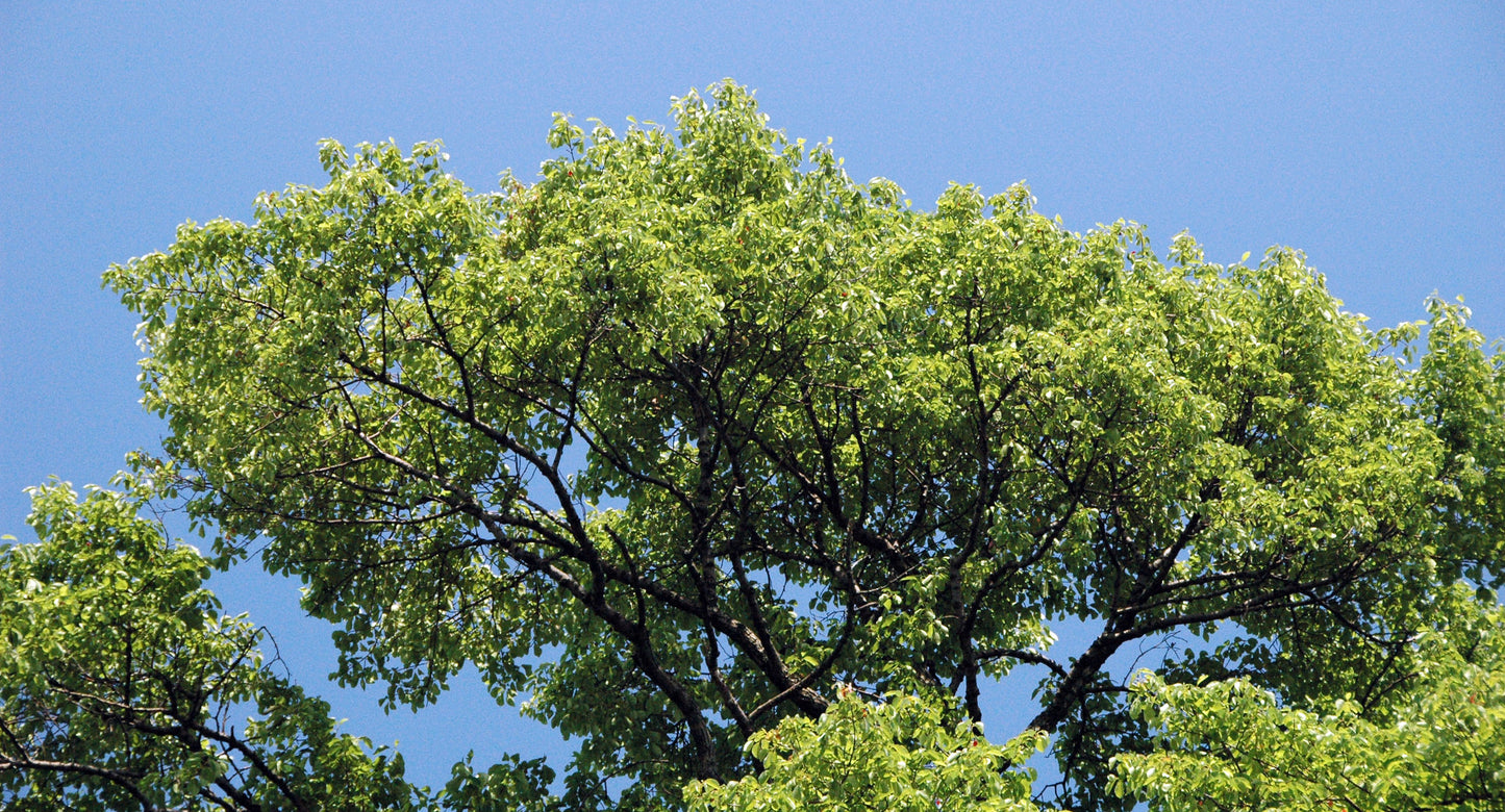 The canopy of a black gum tree with bright green leaves densely fixed on sprawling branches.