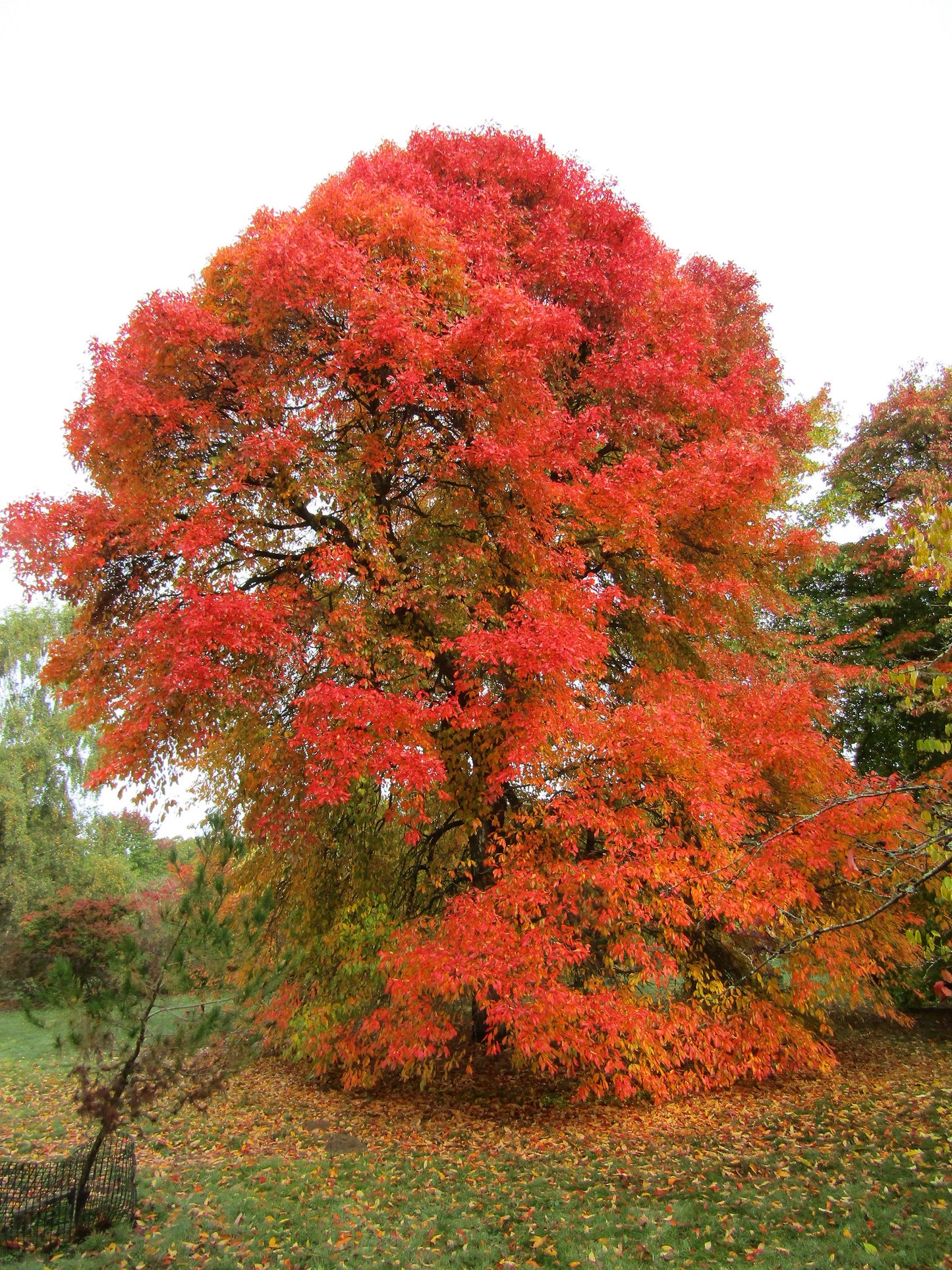 A large, mature black gum tree with a dense collection of bright reddish-orange leaves standing prominently in a yard.