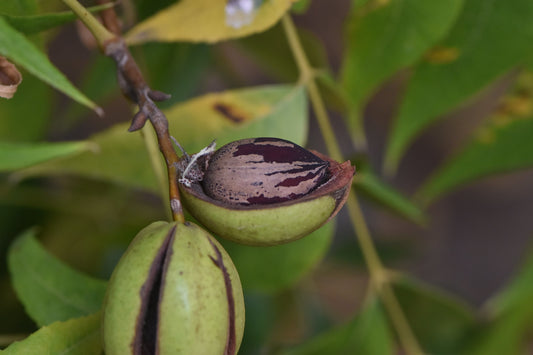 Close-up of a light brown pecan with dark brown streaks sitting in half of a larger green shell.