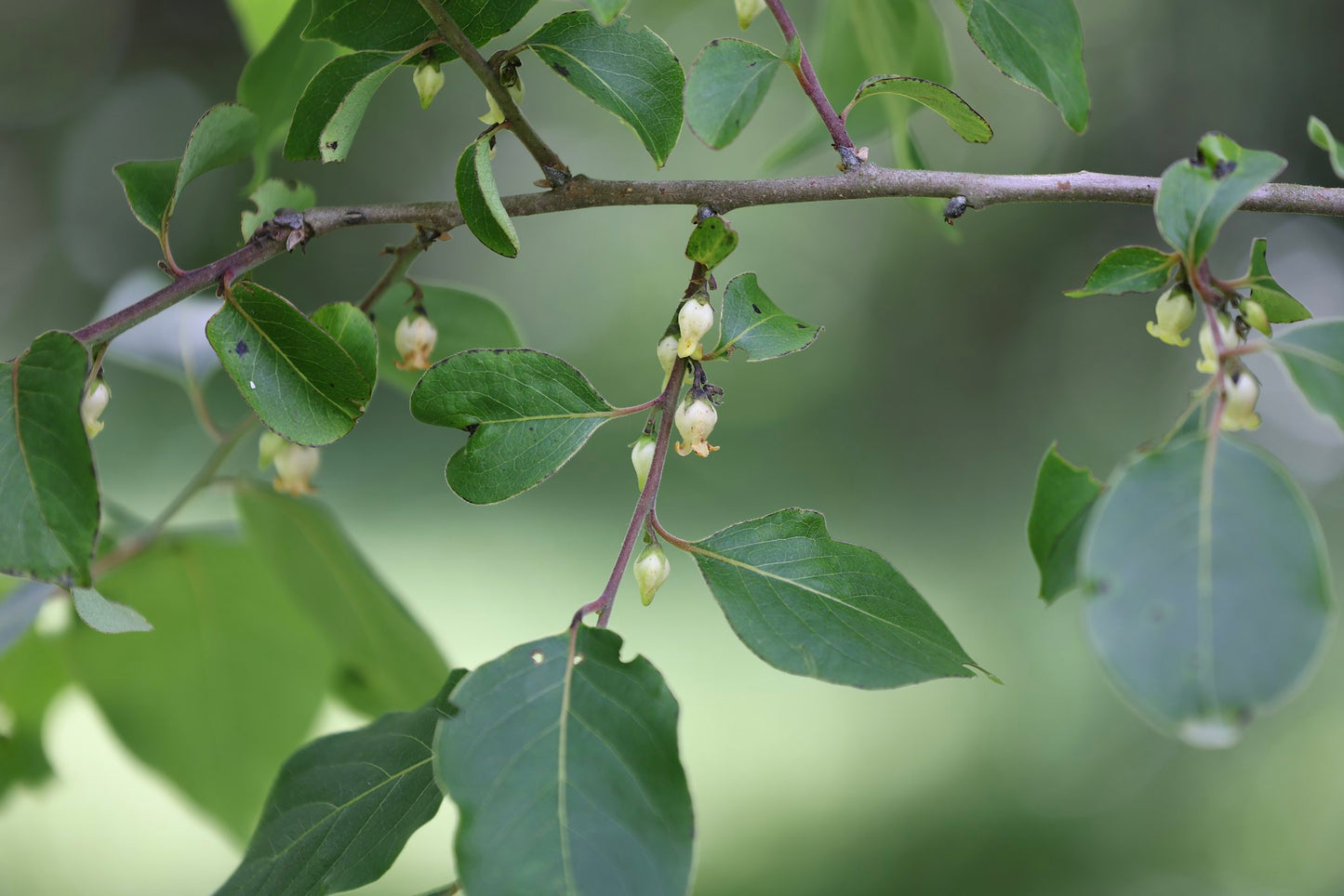 Close-up of small, bell-shaped, cream colored blossoms and deep green leaves of a persimmon tree.