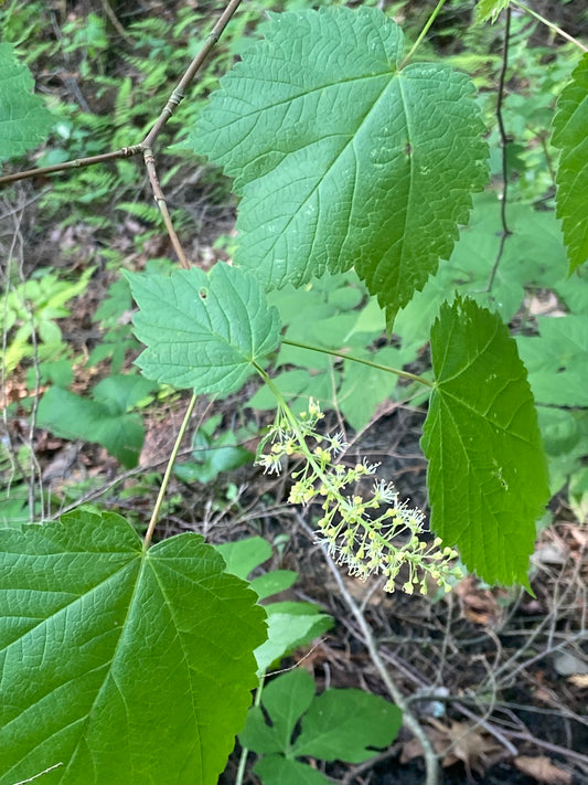 Flower of Mountain Maple