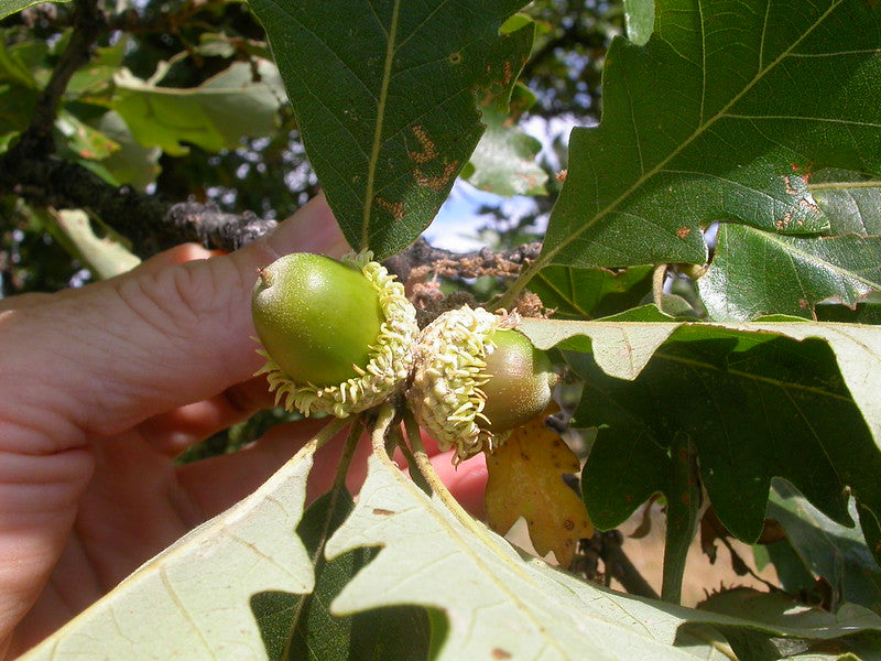 A small cluster of bur oak acorns still attached to the branch. The acorns have unique deep fringed cup.