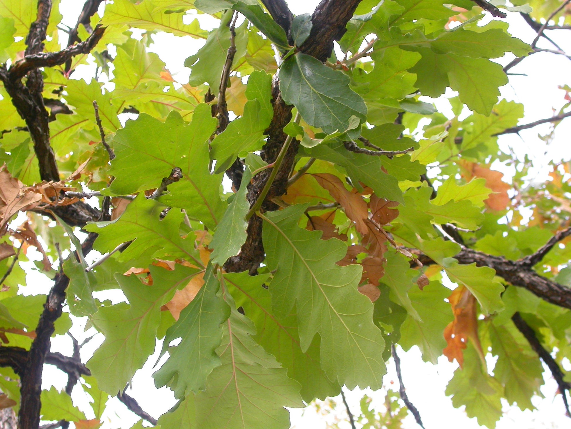 Close-up of vibrant green bur oak leaves attached to dark brown, furrowed branches.