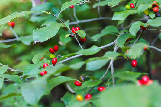 Close-up of small vibrant red and green spicebush berries. The berries are shiny and stand out against the green oval leaves of the spicebush.