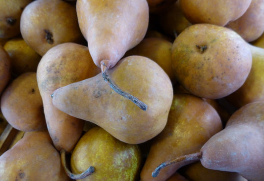 Close-up of a pile of gourds with a focus on texture and color.