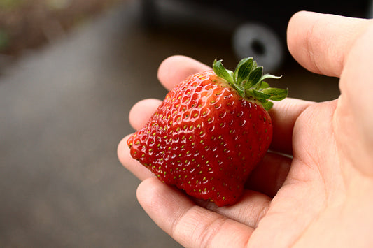 a seascape strawberry grown in our backyard held by my wife