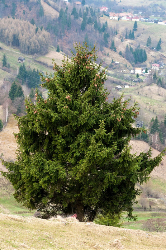 Norway spruce tree with dense green needles and small brown cones standing on a grassy hillside, overlooking a rural mountain valley with scattered houses, rolling hills, and patches of forest.
