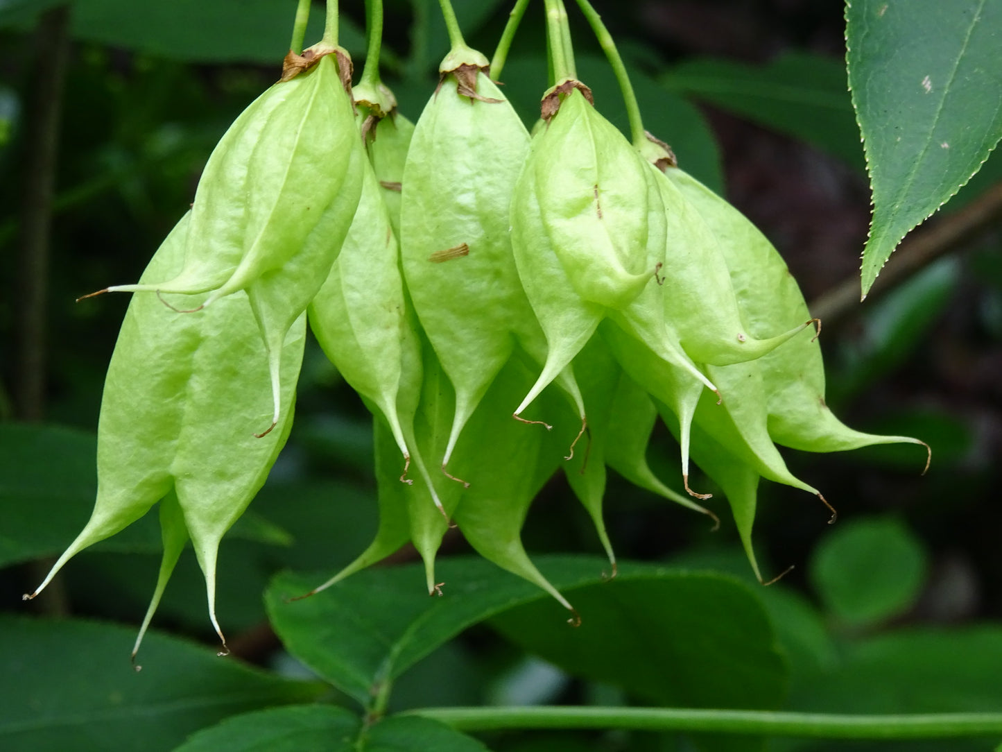 Close-up of a cluster of green, inflated egg-shaped seed pods with three chambers that hang from an American bladdernut. 