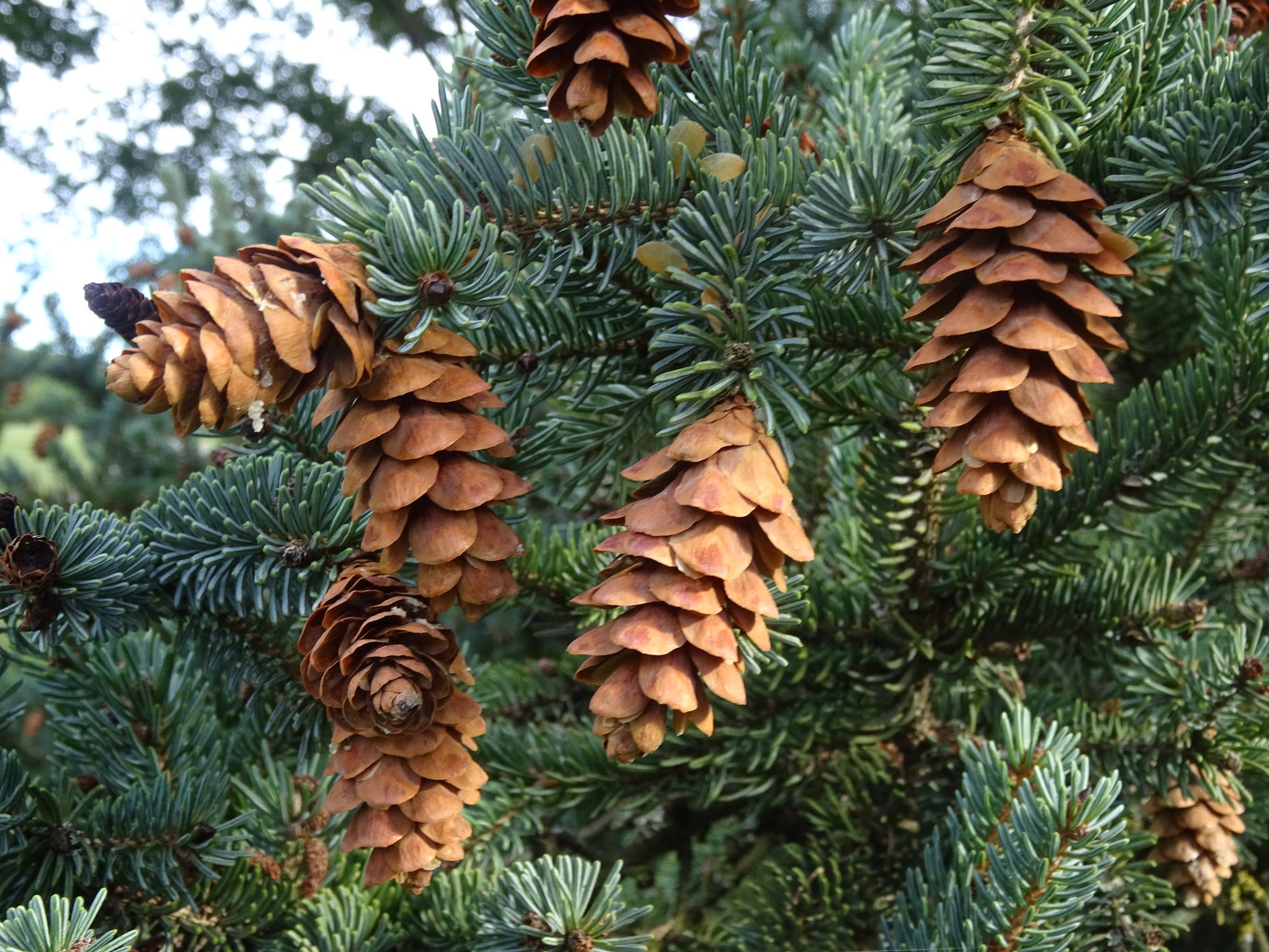 Close-up of white spruce branches with brown pine cones and blue-green needles.