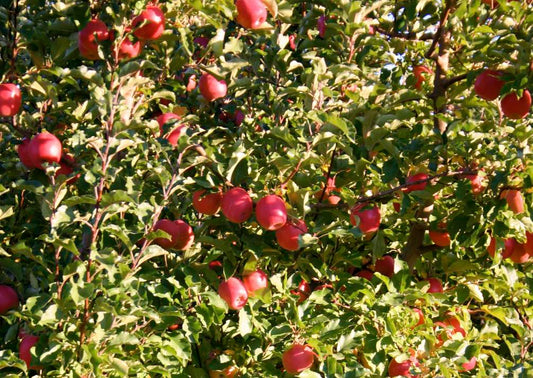 Apple tree with red apples and green leaves