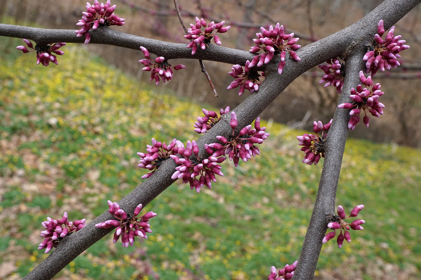 Photo by Plant Image Library, "Cercis canadensis (Eastern Redbud)," used under CC BY-SA 2.0