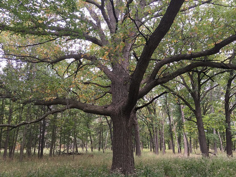 Majestic mature oak tree with thick, sprawling branches in an oak savannah. 