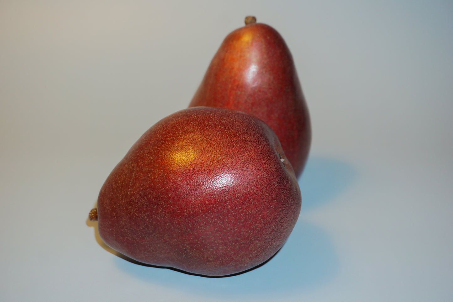 Columbia Red Anjou Pear