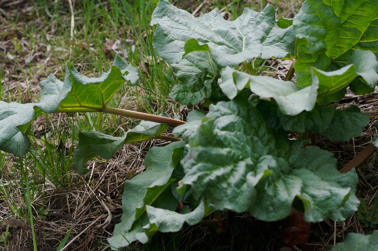 Rhubarb growing in a garden with straw and a cover crop.
