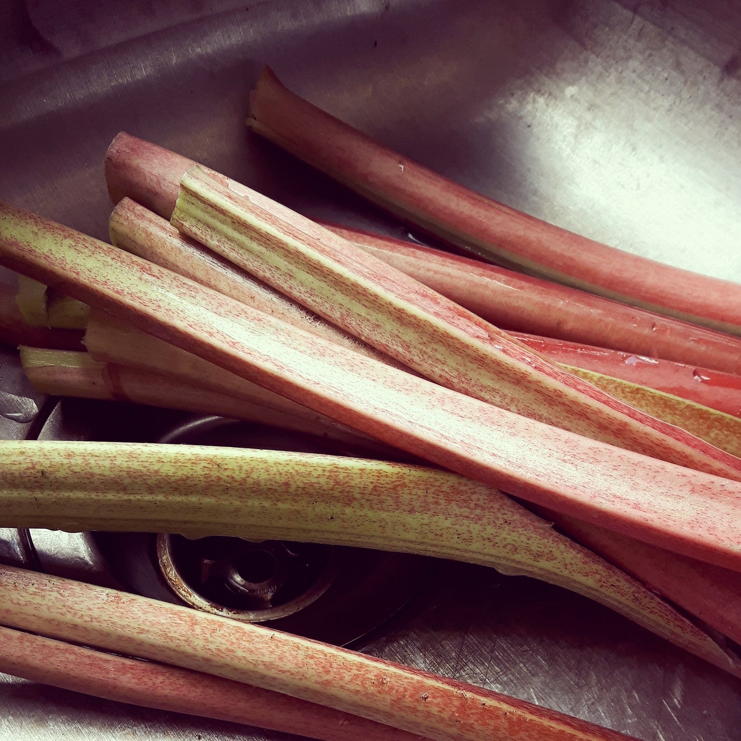 Rhubarb in a sink after being washed.