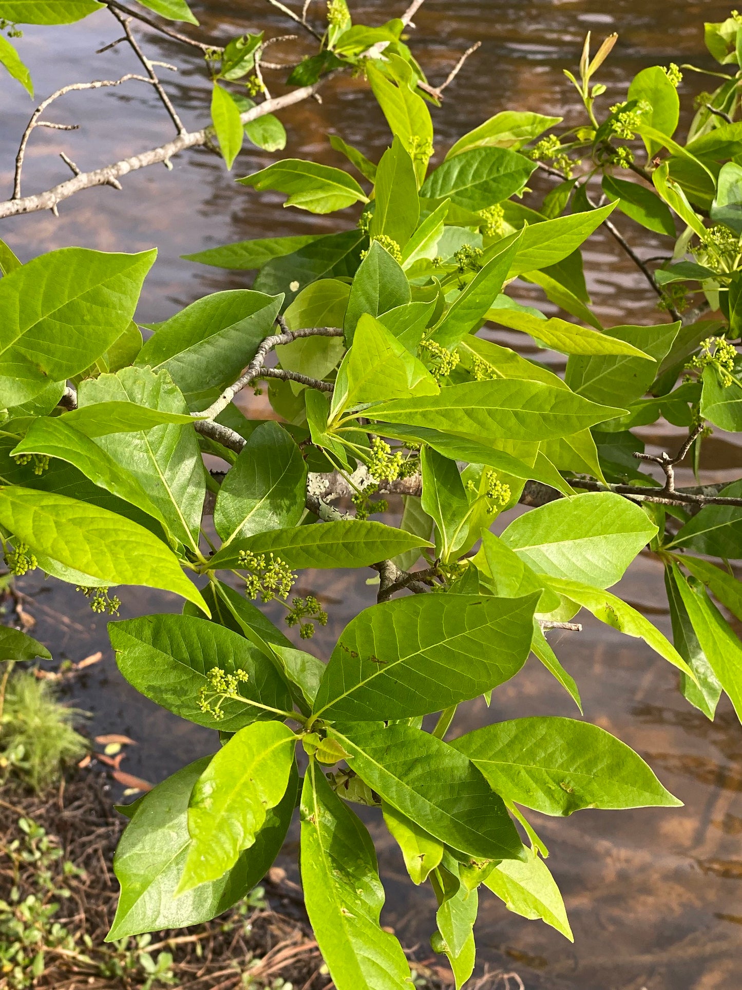 A close-up of clusters of healthy green leaves and small green budding flowers of a black gum tree overhanging a calm body of water.