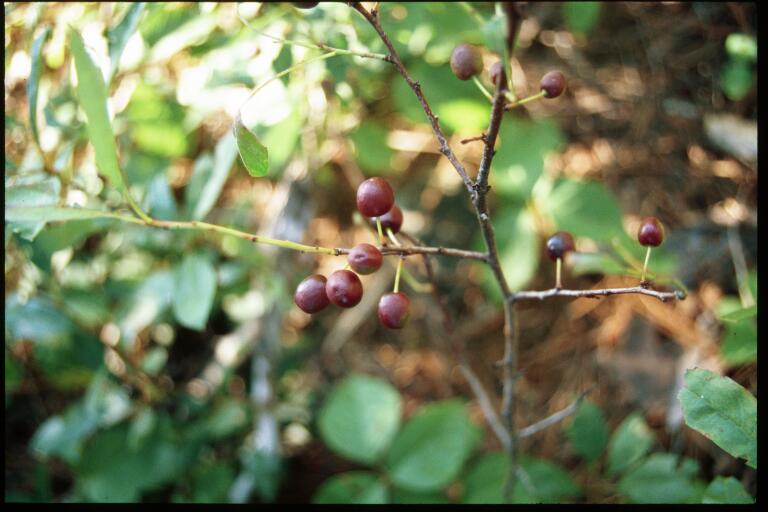 Close-up of around 10 sand cherry fruits, which are small rounded dark red berries that stem straight out from the branch. 