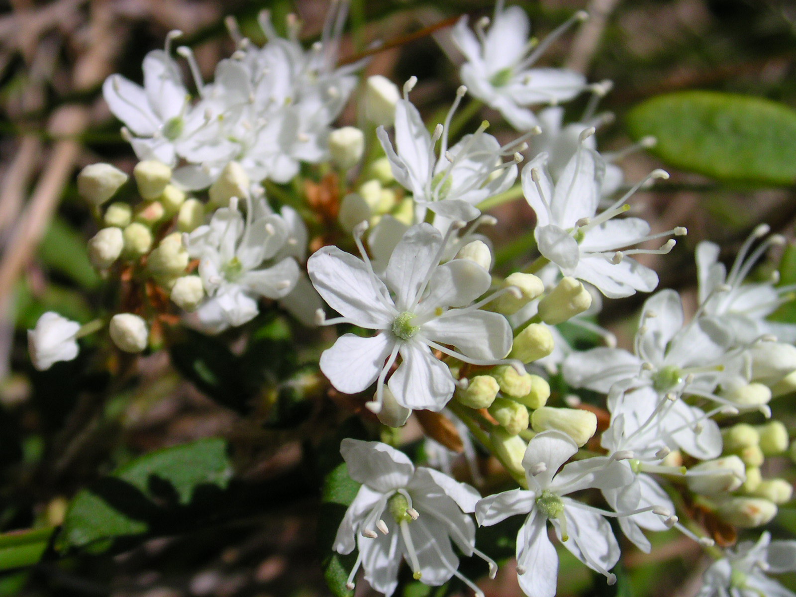 Close-up of sand cherry flowers with delicate white petals and long white filaments. Budding flowers can be seen in the cluster.