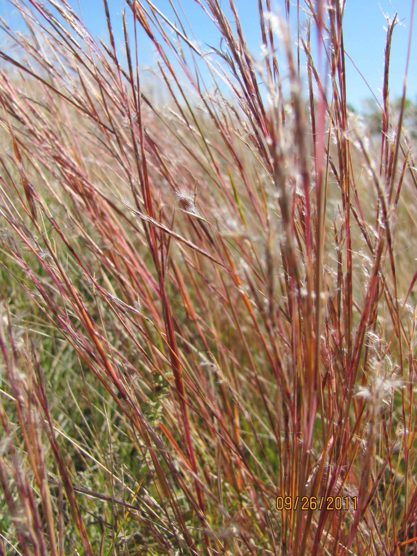 Little Bluestem (Schizachyrium scoparium)