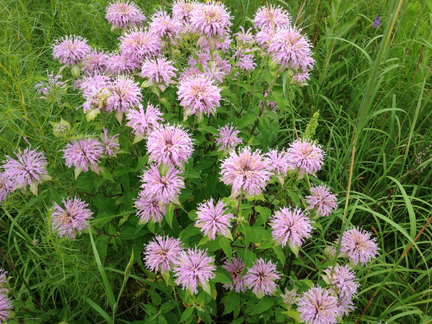 Wild Bergamot (Monarda fistulosa)