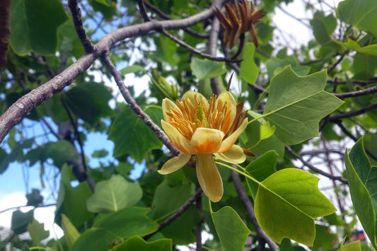 Close-up of beautiful tulip tree flower with yellow-orange petals surrounded by bright green leaves.