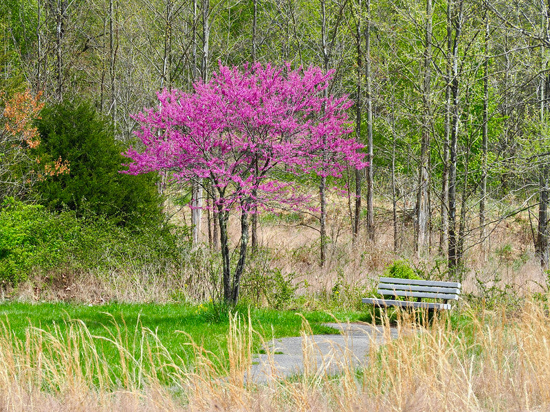 Eastern redbud tree with bright pink flowers next to a park bench.