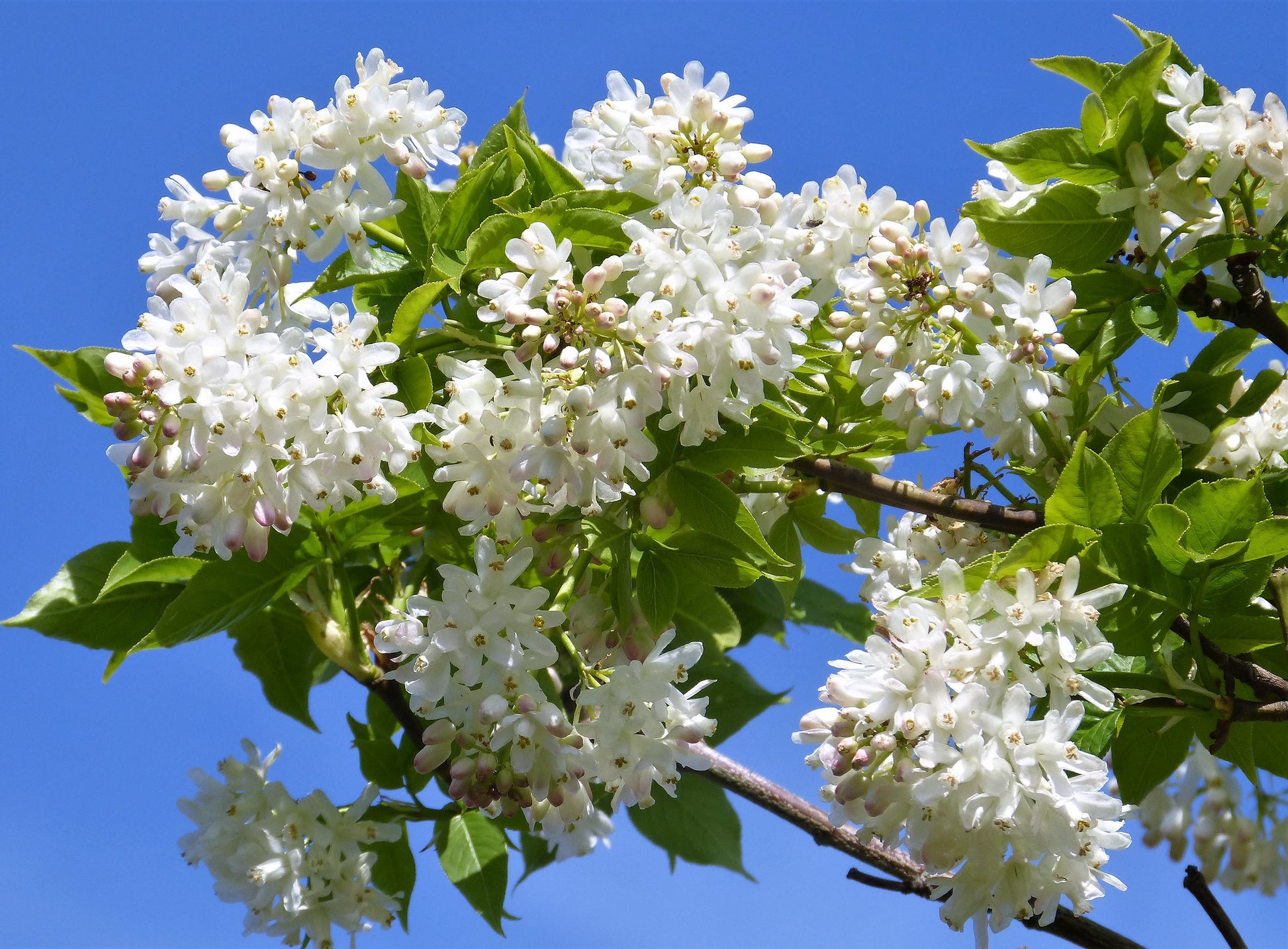 Close-up of the clusters of small white bell-shaped flowers of an American bladdernut. Multiple clusters of these delicate flowers hang on branch along with bright green clusters of leaves. 