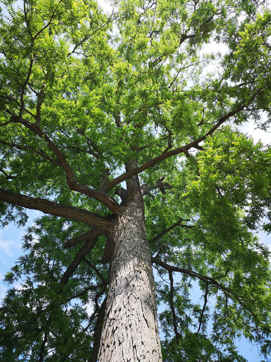 View looking up the trunk of a mature black walnut tree, with branches adorned with lush green leaves sprawling from the main trunk.