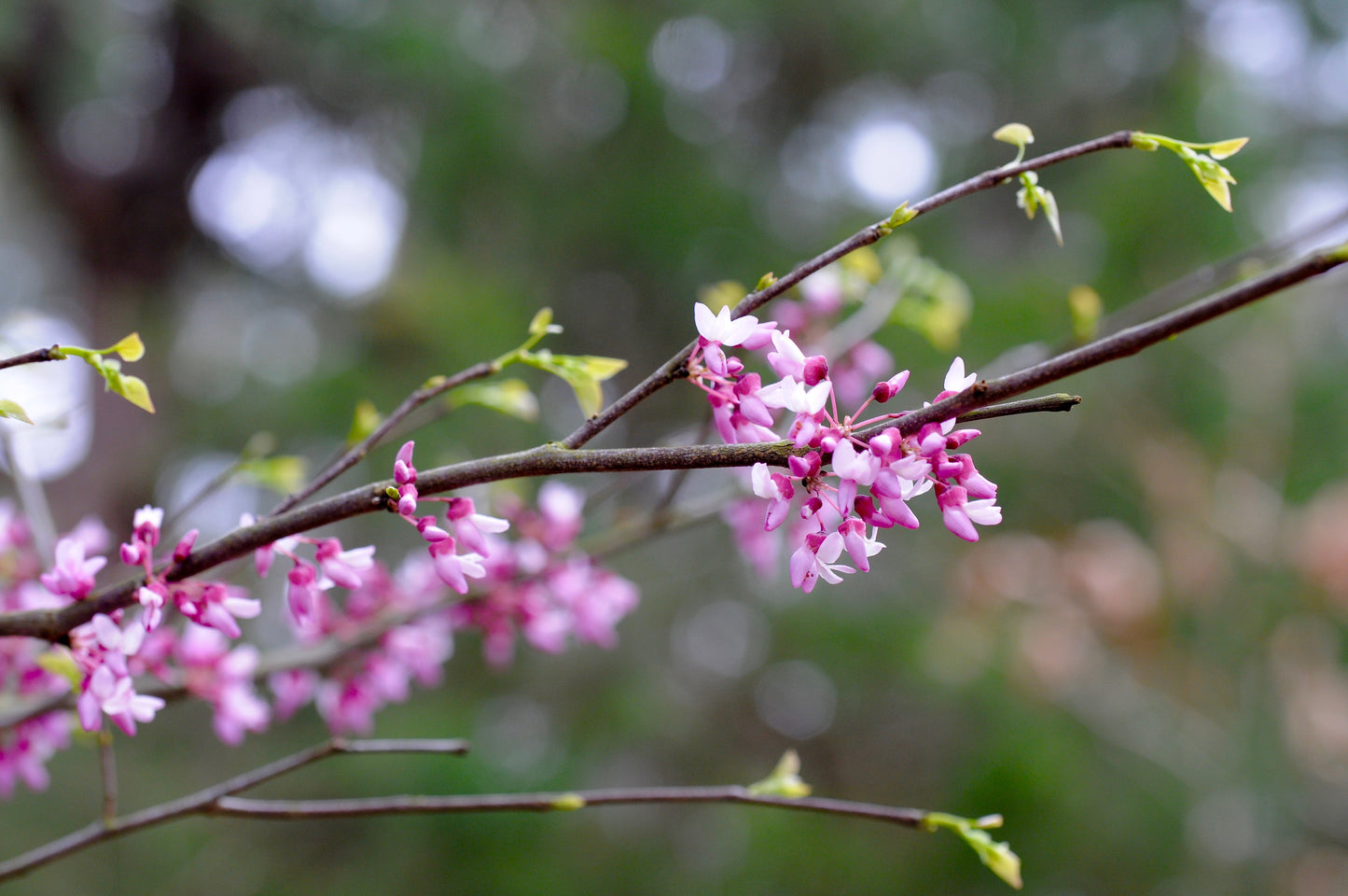 Showy pink flowers of an eastern redbud, which emerge in the spring just before the leaves.