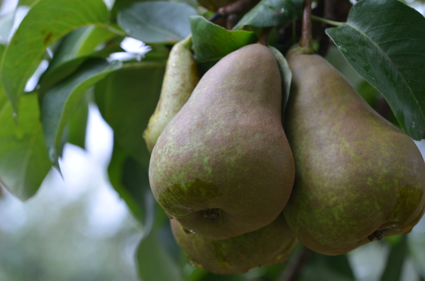 Photo by Apple and Pear Australia Ltd, "Buerre Bosc pear fruit in orchard - Ardmona VIC DSC_6047," used CC BY 2.0