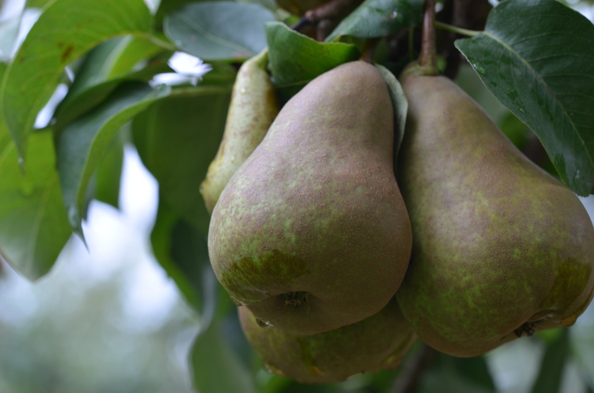 Photo by Apple and Pear Australia Ltd, "Buerre Bosc pear fruit in orchard - Ardmona VIC DSC_6047," used CC BY 2.0