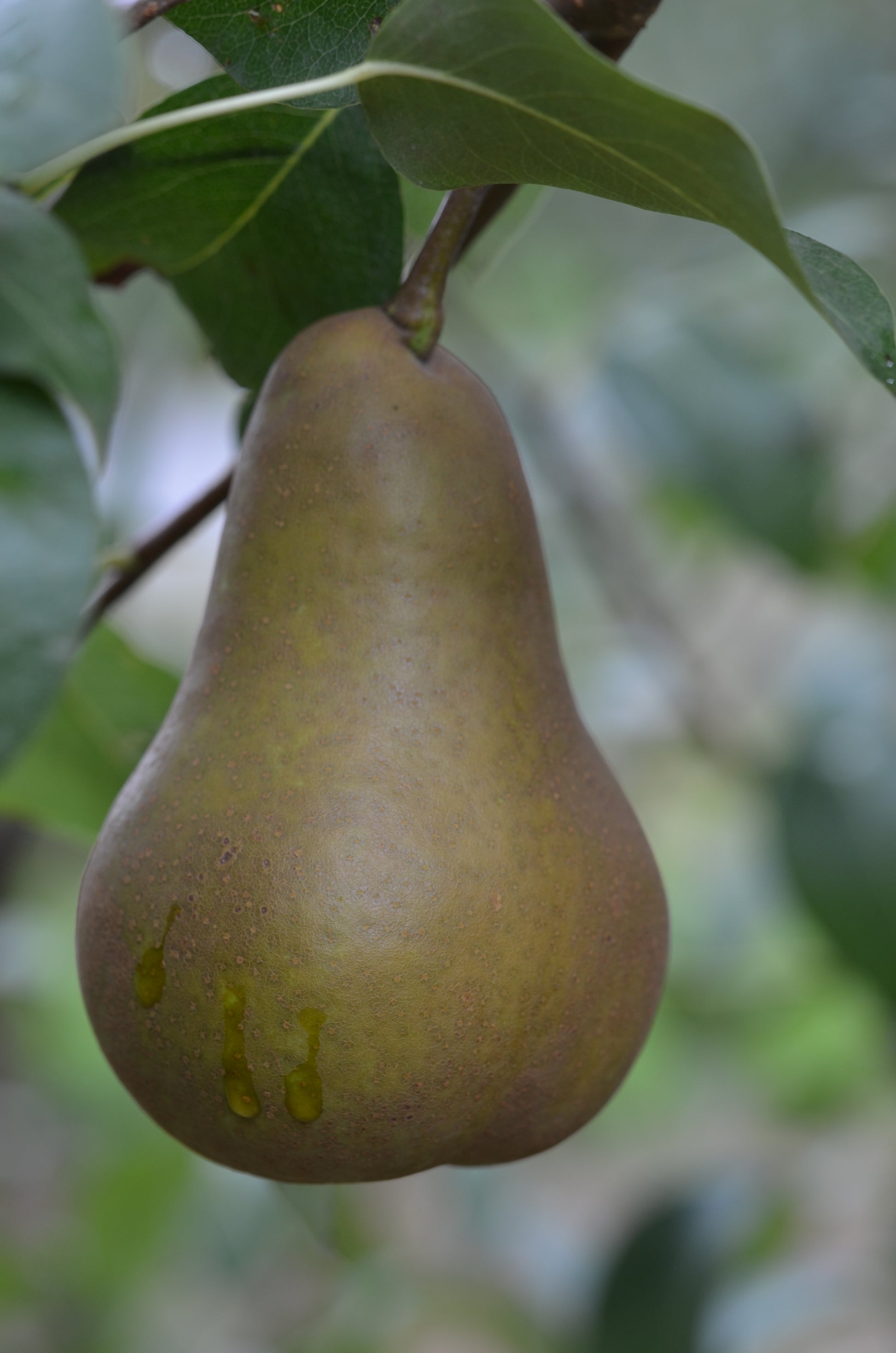 Photo by Apple and Pear Australia Ltd, "Buerre Bosc pear fruit in orchard - Ardmona VIC DSC_6126," used CC BY 2.0