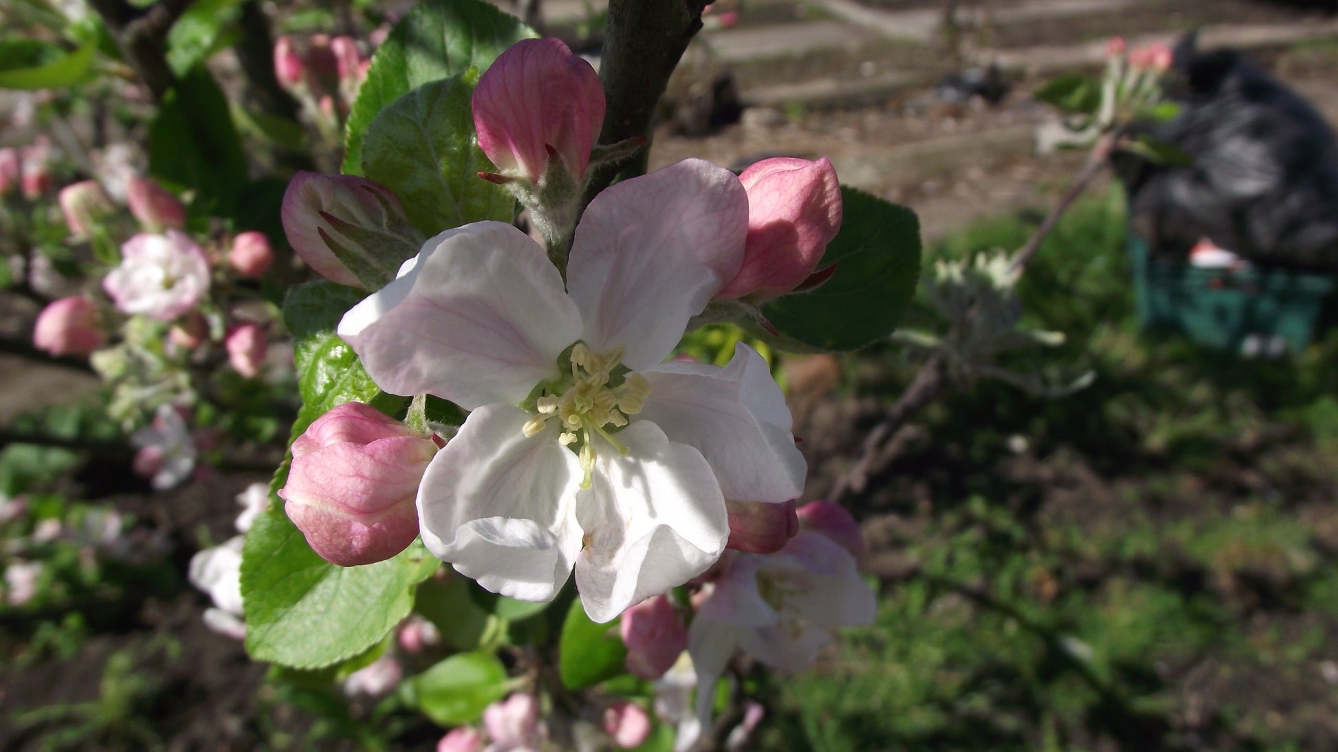 Photo by Apple and Pear Australia Ltd, "Gala apple blossom," used CC BY 2.0