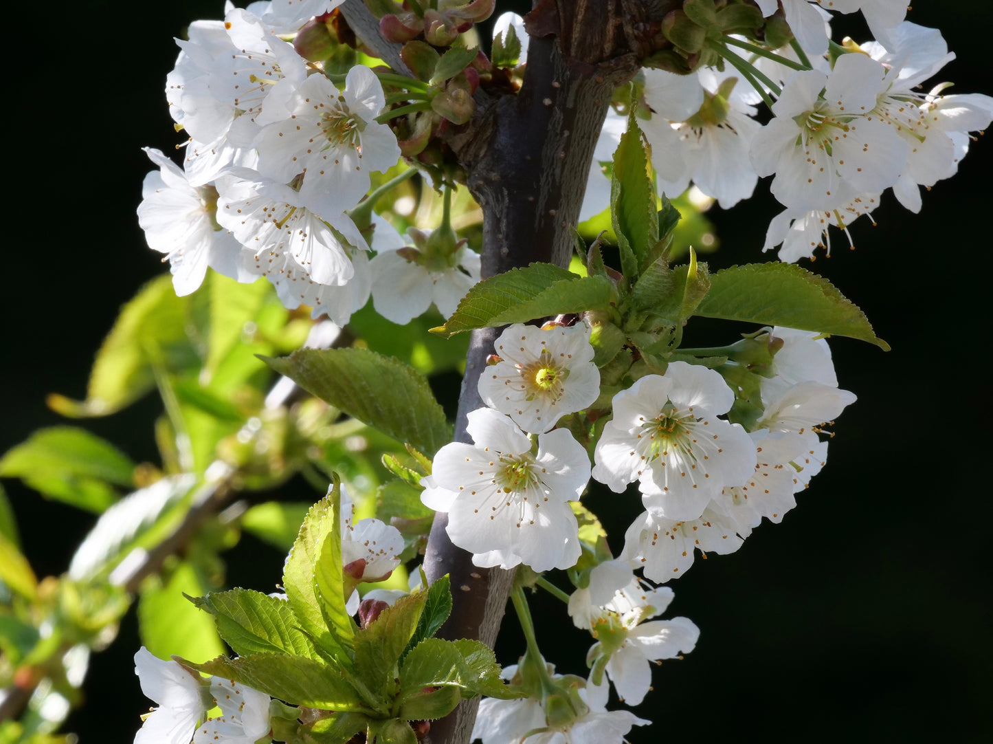 Photo by John Freshney, "Cherry Tree (Stella) in Blossom," used CC BY 2.0