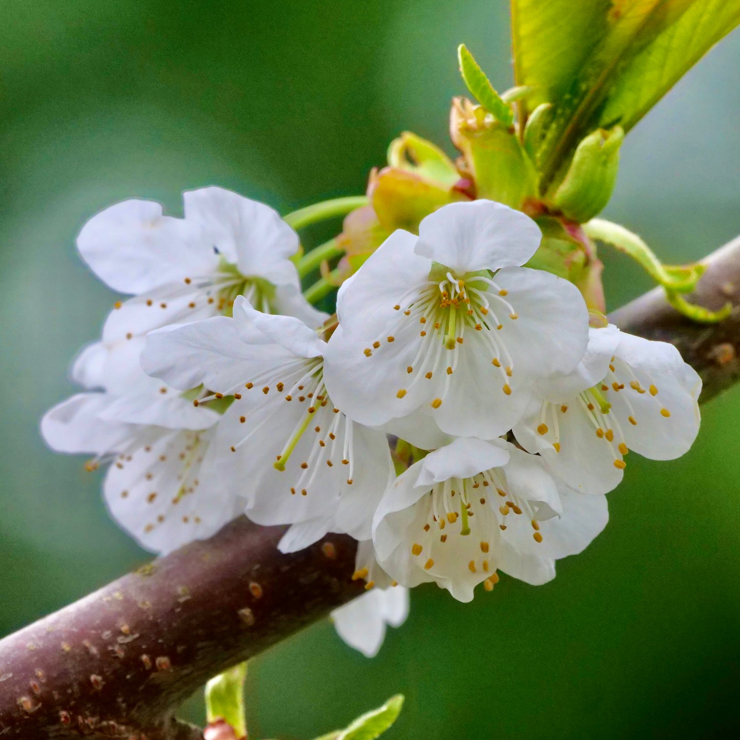 Photo by John Freshney, "Stella Fruiting Cherry flowers," used CC BY 2.0