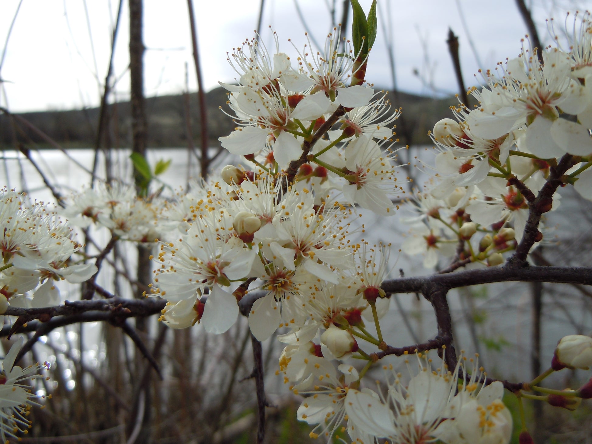 Photo by Matt Lavin, "Prunus americana," used CC BY-SA 2.0