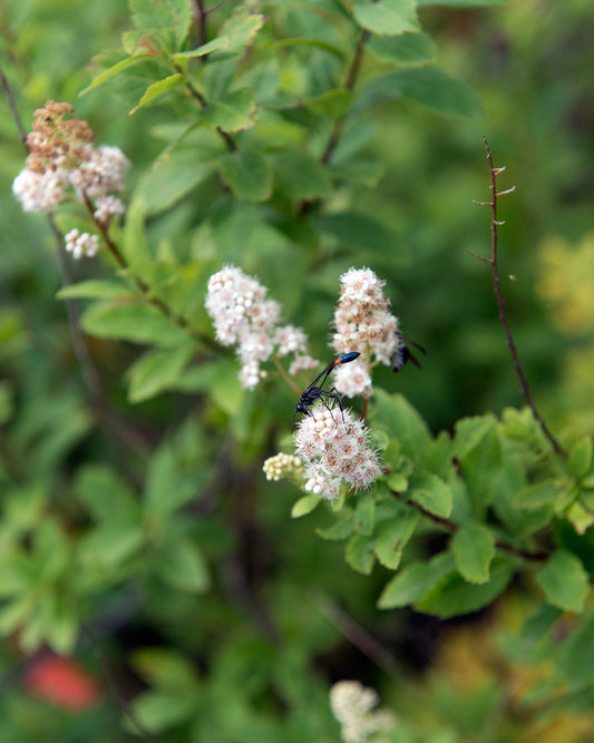 Photo by Plant Image Library, "Spirea latifolia (Broadleaf Meadowsweet)," used CC BY-SA 2.0