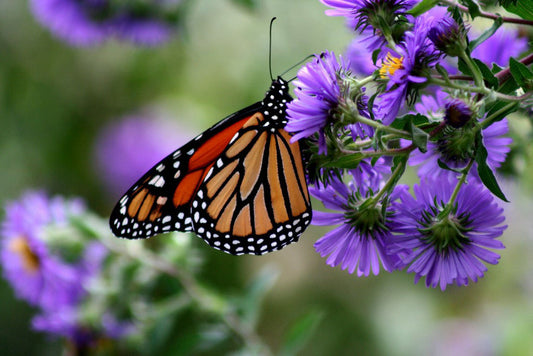 New England Aster (Symphyotrichum novae-angliae)