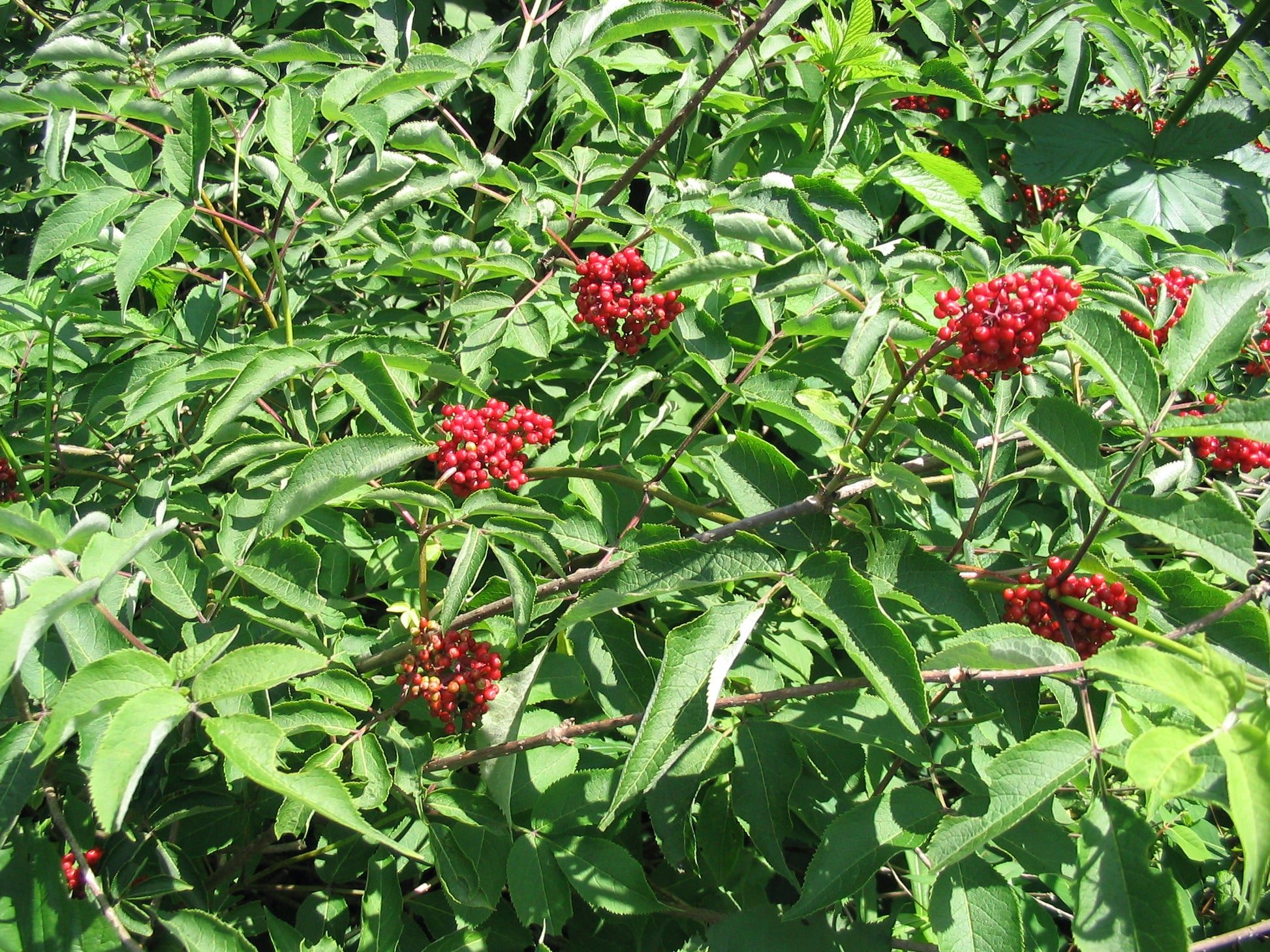 Photo by Superior National Forest, "Sambucus pubens 1-eheep," used CC BY-ND 2.0