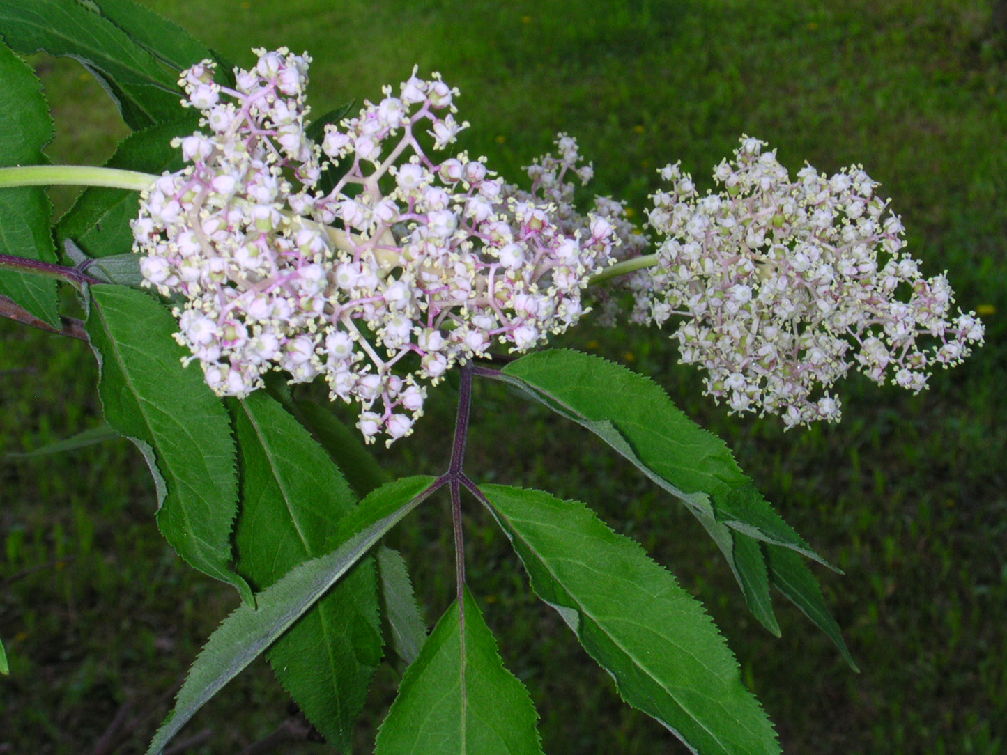 Photo by Superior National Forest, "Sambucus pubens 6," used CC BY-ND 2.0