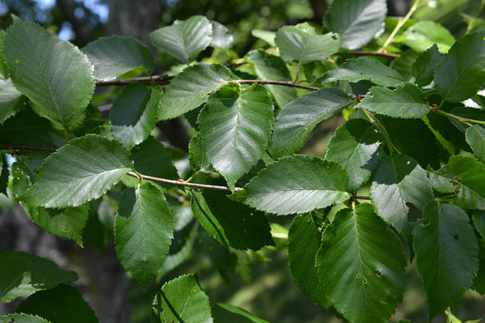 PlantImageLibrary_Betulaalleghaniensis_Betulaalleghaniensisfoliage