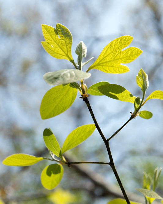 PlantImage_Sassafrasalbidum_Sassafrasalbidumfoliage_ CC BY-SA 2.0.