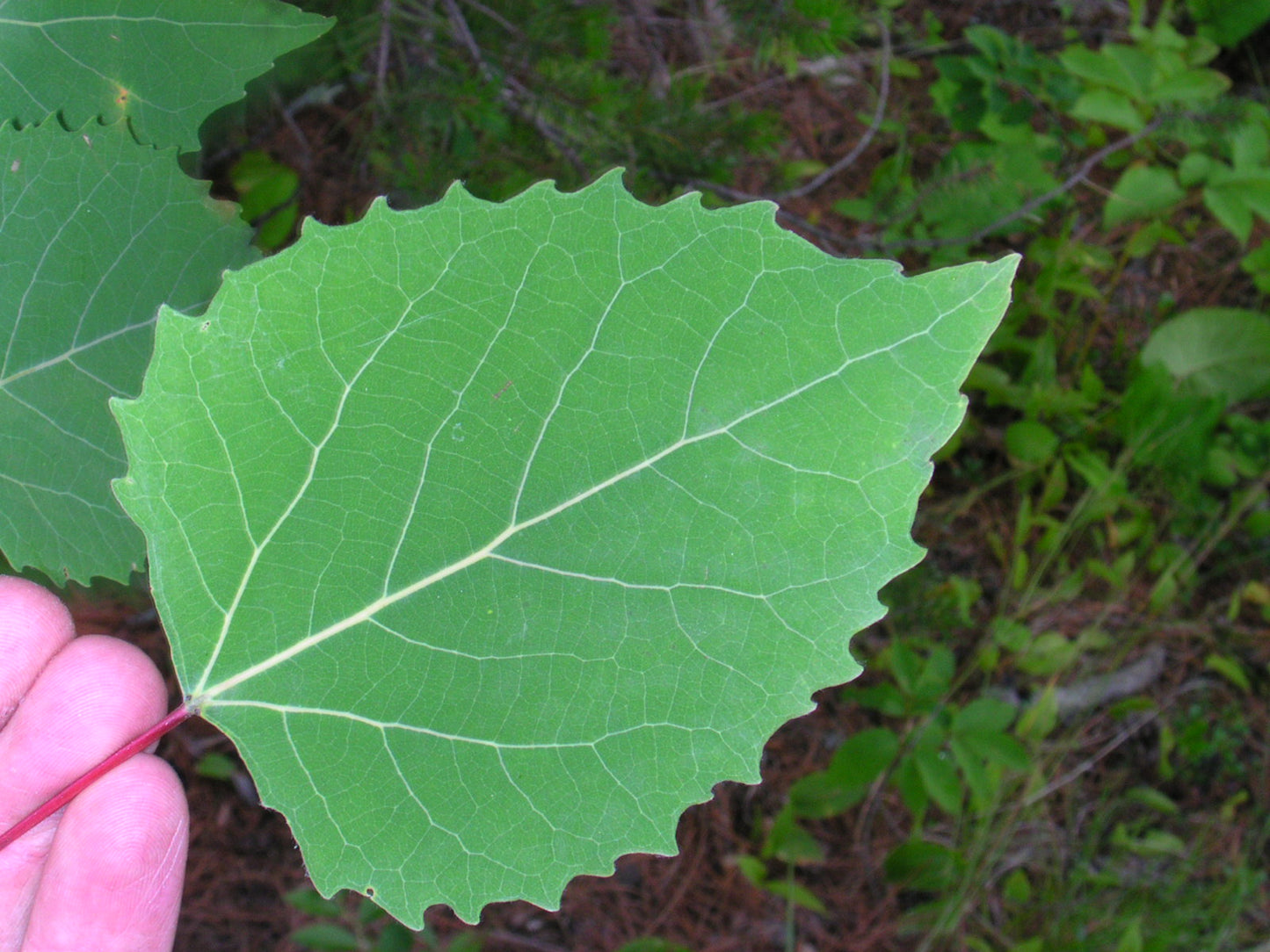 Bigtooth Aspen (Populus grandidentata)