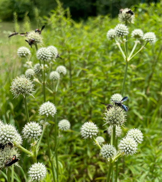 Rattlesnake Master (Eryngium yuccifolium)