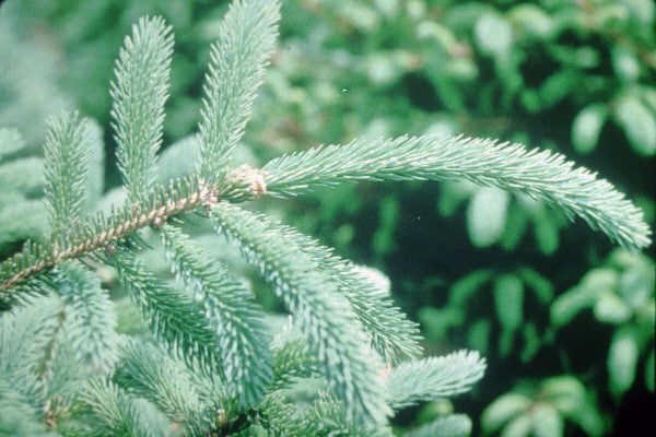 White Spruce (Picea glauca)