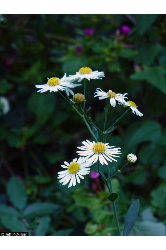 False Aster (Boltonia asteroides)