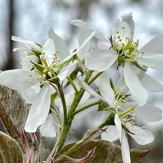 Downy Serviceberry (Amelanchier arborea)