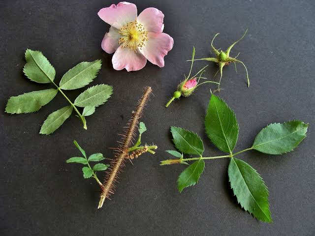 Pasture Rose (Rosa carolina)