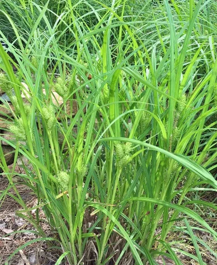 Hop Sedge (Carex lupulina)