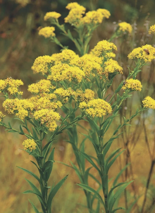 Riddell's Goldenrod (Oligoneuron riddellii)